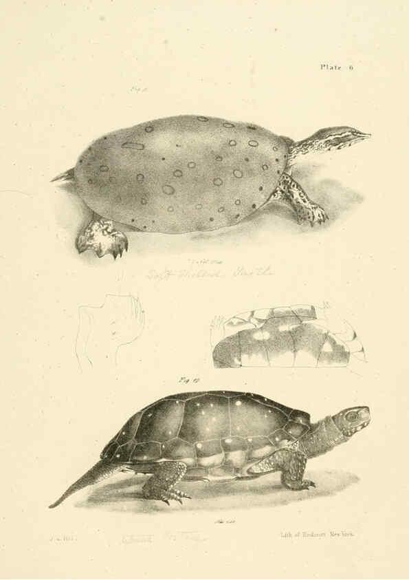 Reproducción/Reproduction 6384837729: Natural history of New York Div. 1 pts. III-IV Plates Albany,D. Appleton & co. and Wiley & Putnam;1842-94
