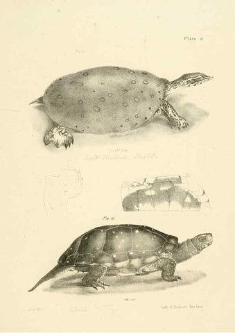 Reproducción/Reproduction 6384837729: Natural history of New York Div. 1 pts. III-IV Plates Albany,D. Appleton & co. and Wiley & Putnam;1842-94
