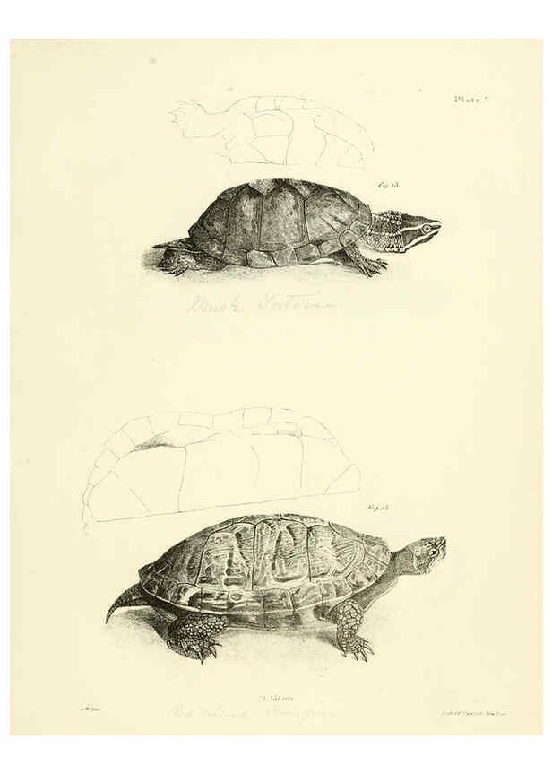 Reproducción/Reproduction 6384838123: Natural history of New York Div. 1 pts. III-IV Plates Albany,D. Appleton & co. and Wiley & Putnam;1842-94