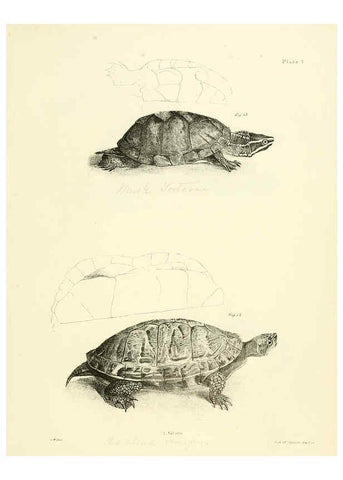 Reproducción/Reproduction 6384838123: Natural history of New York Div. 1 pts. III-IV Plates Albany,D. Appleton & co. and Wiley & Putnam;1842-94