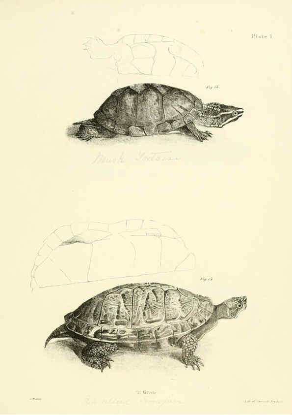 Reproducción/Reproduction 6384838123: Natural history of New York Div. 1 pts. III-IV Plates Albany,D. Appleton & co. and Wiley & Putnam;1842-94