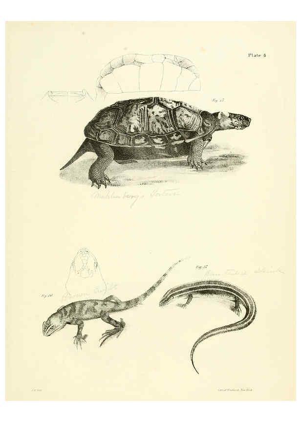 Reproducción/Reproduction 6384838499: Natural history of New York Div. 1 pts. III-IV Plates Albany,D. Appleton & co. and Wiley & Putnam;1842-94