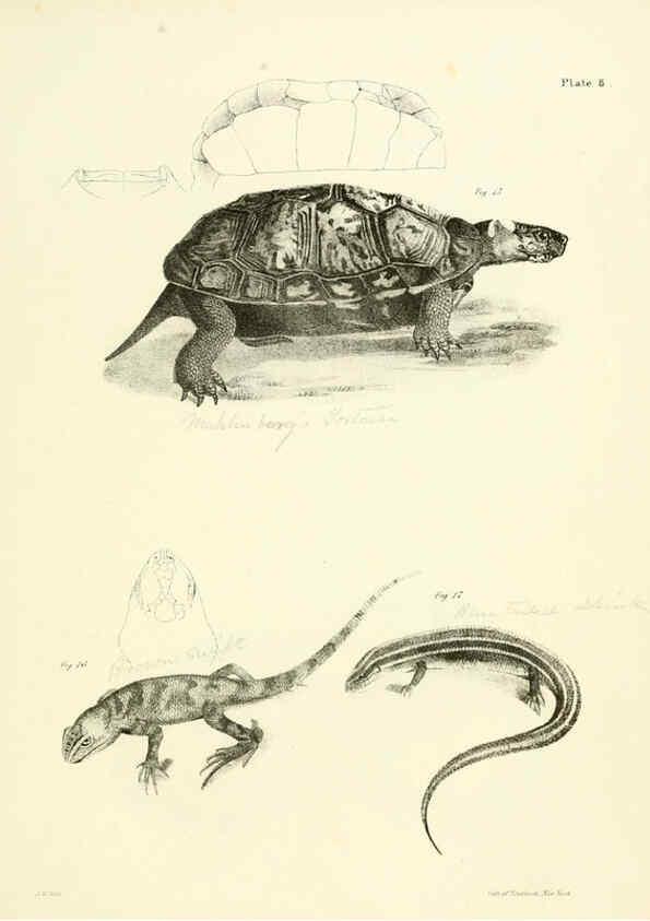 Reproducción/Reproduction 6384838499: Natural history of New York Div. 1 pts. III-IV Plates Albany,D. Appleton & co. and Wiley & Putnam;1842-94
