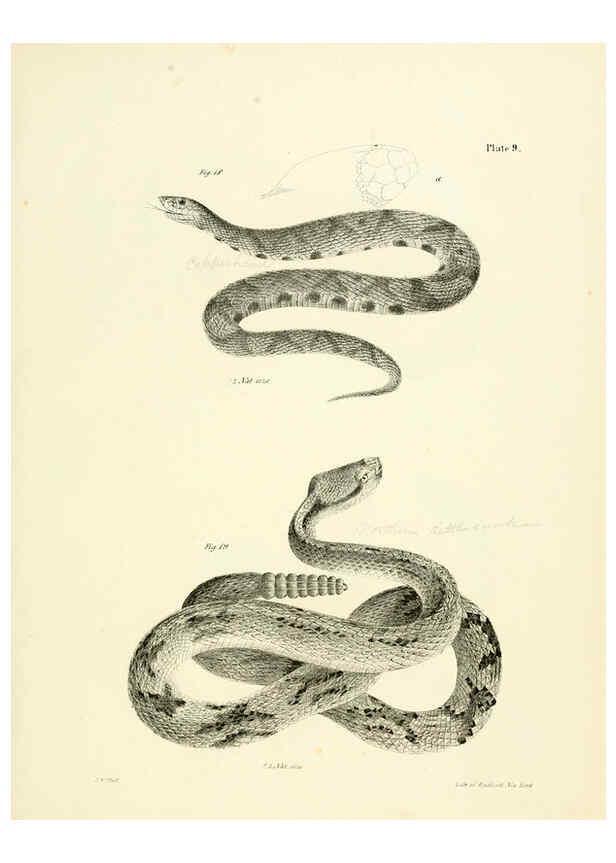 Reproducción/Reproduction 6384838863: Natural history of New York Div. 1 pts. III-IV Plates Albany,D. Appleton & co. and Wiley & Putnam;1842-94