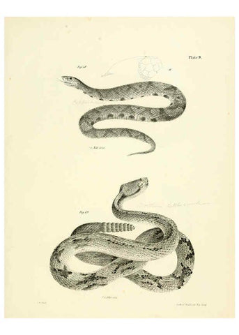 Reproducción/Reproduction 6384838863: Natural history of New York Div. 1 pts. III-IV Plates Albany,D. Appleton & co. and Wiley & Putnam;1842-94
