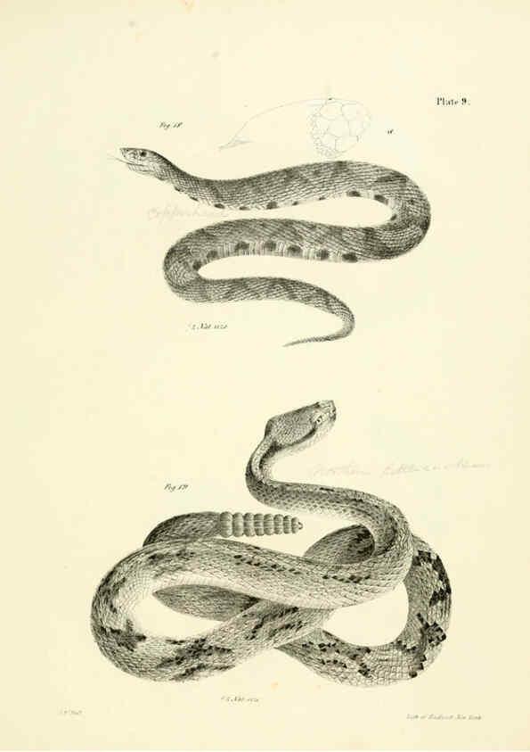 Reproducción/Reproduction 6384838863: Natural history of New York Div. 1 pts. III-IV Plates Albany,D. Appleton & co. and Wiley & Putnam;1842-94