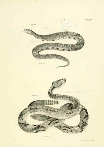 Reproducción/Reproduction 6384838863: Natural history of New York Div. 1 pts. III-IV Plates Albany,D. Appleton & co. and Wiley & Putnam;1842-94