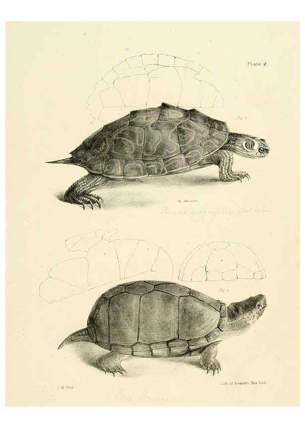 Reproducción/Reproduction 6384835993: Natural history of New York Div. 1 pts. III-IV Plates Albany,D. Appleton & co. and Wiley & Putnam;1842-94