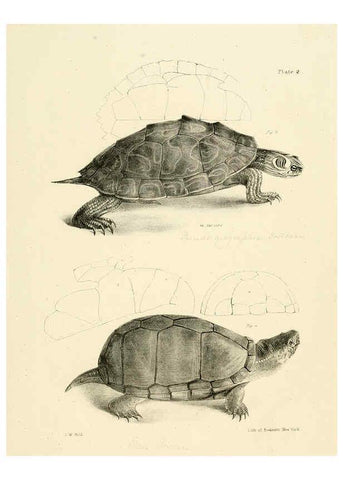 Reproducción/Reproduction 6384835993: Natural history of New York Div. 1 pts. III-IV Plates Albany,D. Appleton & co. and Wiley & Putnam;1842-94