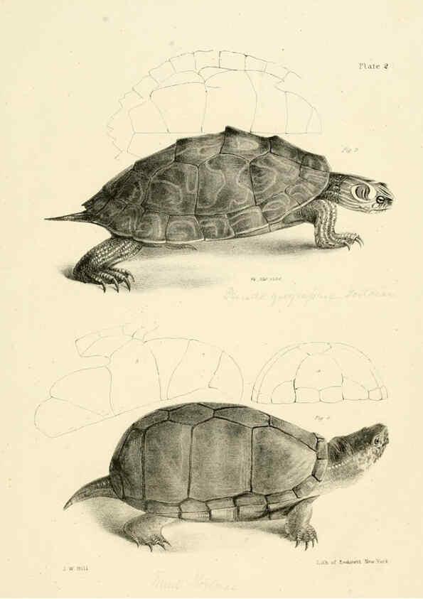 Reproducción/Reproduction 6384835993: Natural history of New York Div. 1 pts. III-IV Plates Albany,D. Appleton & co. and Wiley & Putnam;1842-94