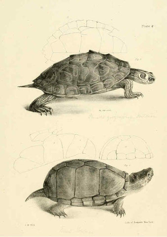 Reproducción/Reproduction 6384835993: Natural history of New York Div. 1 pts. III-IV Plates Albany,D. Appleton & co. and Wiley & Putnam;1842-94