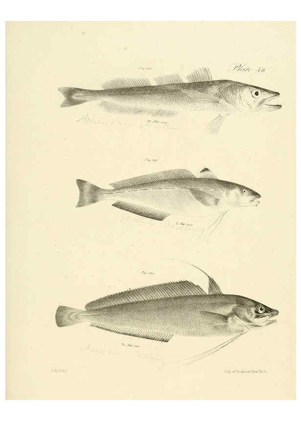 Reproducción/Reproduction 6384864147: Natural history of New York Div. 1 pts. III-IV Plates Albany,D. Appleton & co. and Wiley & Putnam;1842-94