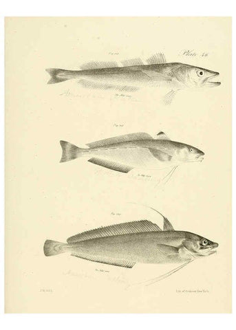Reproducción/Reproduction 6384864147: Natural history of New York Div. 1 pts. III-IV Plates Albany,D. Appleton & co. and Wiley & Putnam;1842-94