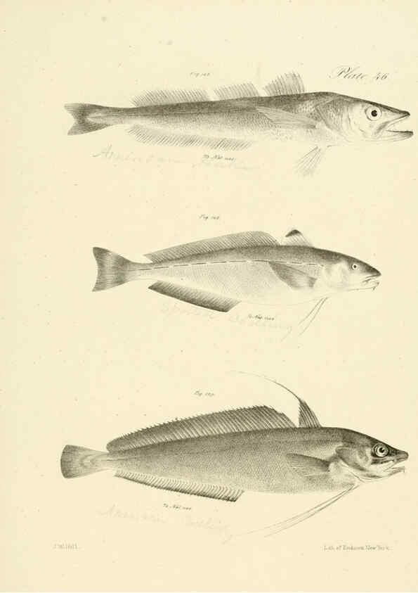 Reproducción/Reproduction 6384864147: Natural history of New York Div. 1 pts. III-IV Plates Albany,D. Appleton & co. and Wiley & Putnam;1842-94