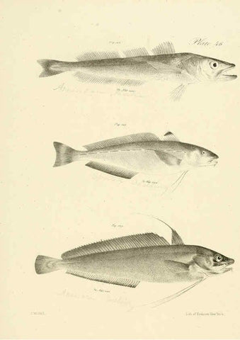 Reproducción/Reproduction 6384864147: Natural history of New York Div. 1 pts. III-IV Plates Albany,D. Appleton & co. and Wiley & Putnam;1842-94