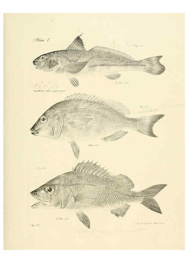 Reproducción/Reproduction 6384847537: Natural history of New York Div. 1 pts. III-IV Plates Albany,D. Appleton & co. and Wiley & Putnam;1842-94
