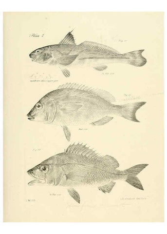 Reproducción/Reproduction 6384847537: Natural history of New York Div. 1 pts. III-IV Plates Albany,D. Appleton & co. and Wiley & Putnam;1842-94