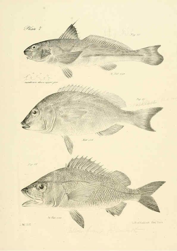 Reproducción/Reproduction 6384847537: Natural history of New York Div. 1 pts. III-IV Plates Albany,D. Appleton & co. and Wiley & Putnam;1842-94