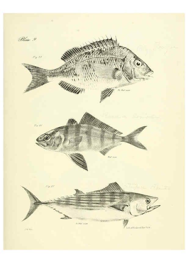 Reproducción/Reproduction 6384848397: Natural history of New York Div. 1 pts. III-IV Plates Albany,D. Appleton & co. and Wiley & Putnam;1842-94