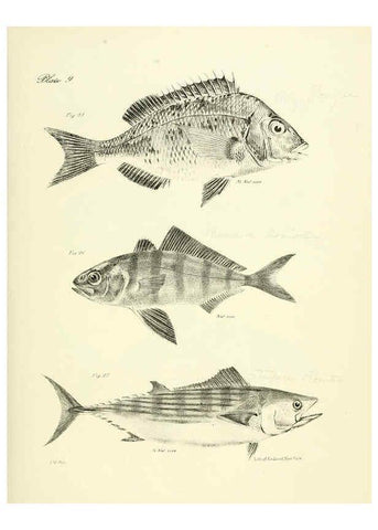 Reproducción/Reproduction 6384848397: Natural history of New York Div. 1 pts. III-IV Plates Albany,D. Appleton & co. and Wiley & Putnam;1842-94