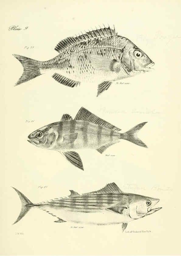 Reproducción/Reproduction 6384848397: Natural history of New York Div. 1 pts. III-IV Plates Albany,D. Appleton & co. and Wiley & Putnam;1842-94