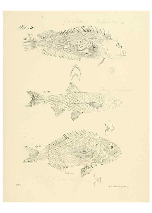 Reproducción/Reproduction 6384857103: Natural history of New York Div. 1 pts. III-IV Plates Albany,D. Appleton & co. and Wiley & Putnam;1842-94
