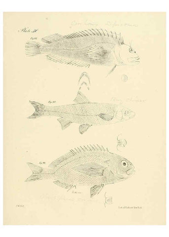 Reproducción/Reproduction 6384857103: Natural history of New York Div. 1 pts. III-IV Plates Albany,D. Appleton & co. and Wiley & Putnam;1842-94