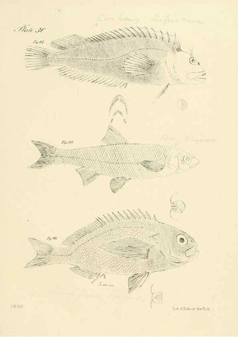 Reproducción/Reproduction 6384857103: Natural history of New York Div. 1 pts. III-IV Plates Albany,D. Appleton & co. and Wiley & Putnam;1842-94