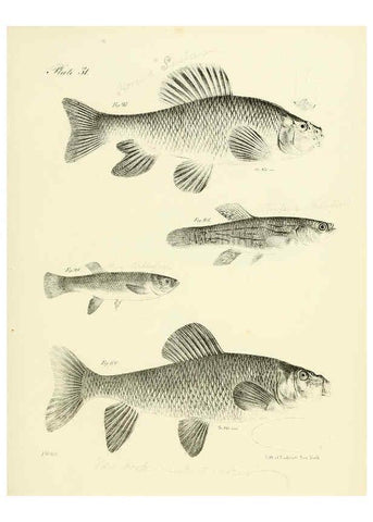 Reproducción/Reproduction 6384857485: Natural history of New York Div. 1 pts. III-IV Plates Albany,D. Appleton & co. and Wiley & Putnam;1842-94