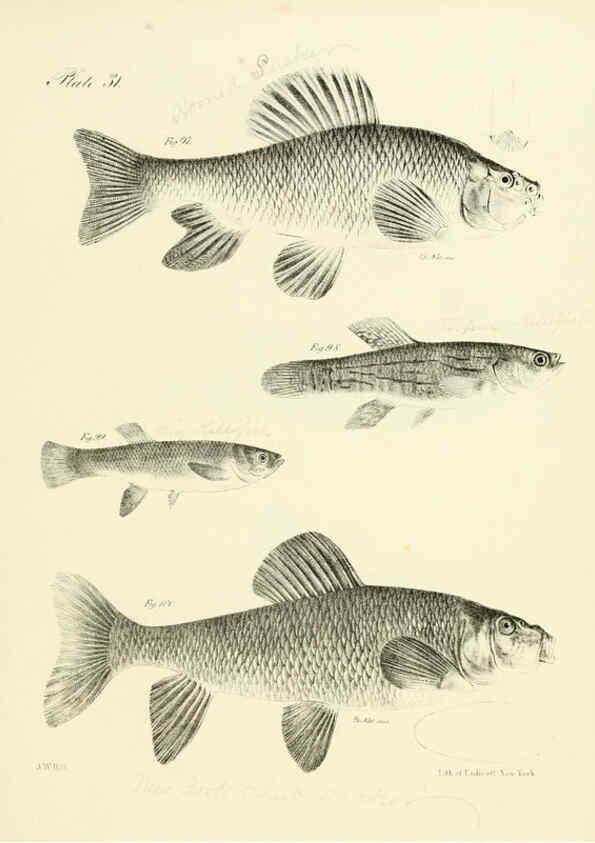 Reproducción/Reproduction 6384857485: Natural history of New York Div. 1 pts. III-IV Plates Albany,D. Appleton & co. and Wiley & Putnam;1842-94