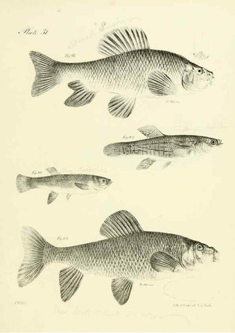 Reproducción/Reproduction 6384857485: Natural history of New York Div. 1 pts. III-IV Plates Albany,D. Appleton & co. and Wiley & Putnam;1842-94