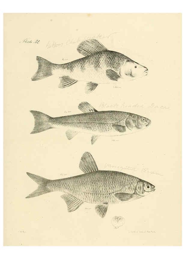 Reproducción/Reproduction 6384857825: Natural history of New York Div. 1 pts. III-IV Plates Albany,D. Appleton & co. and Wiley & Putnam;1842-94
