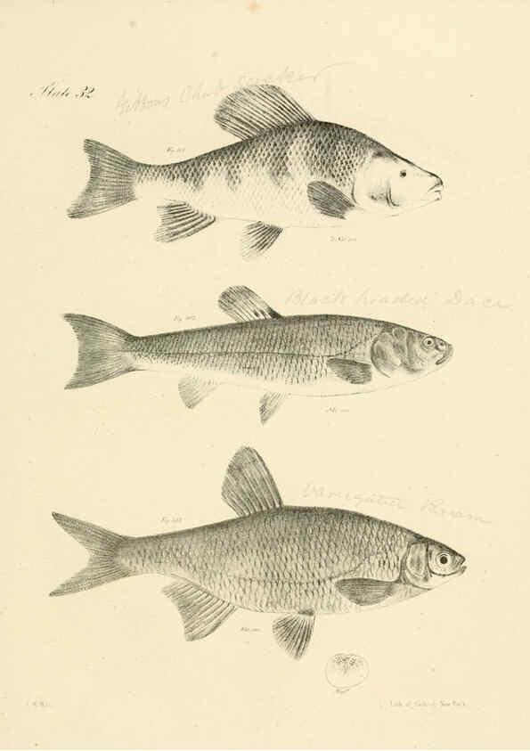 Reproducción/Reproduction 6384857825: Natural history of New York Div. 1 pts. III-IV Plates Albany,D. Appleton & co. and Wiley & Putnam;1842-94