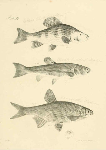 Reproducción/Reproduction 6384857825: Natural history of New York Div. 1 pts. III-IV Plates Albany,D. Appleton & co. and Wiley & Putnam;1842-94