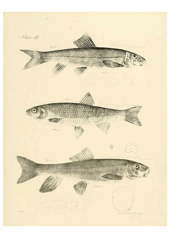Reproducción/Reproduction 6384858157: Natural history of New York Div. 1 pts. III-IV Plates Albany,D. Appleton & co. and Wiley & Putnam;1842-94