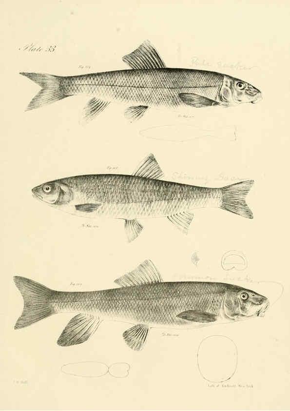 Reproducción/Reproduction 6384858157: Natural history of New York Div. 1 pts. III-IV Plates Albany,D. Appleton & co. and Wiley & Putnam;1842-94