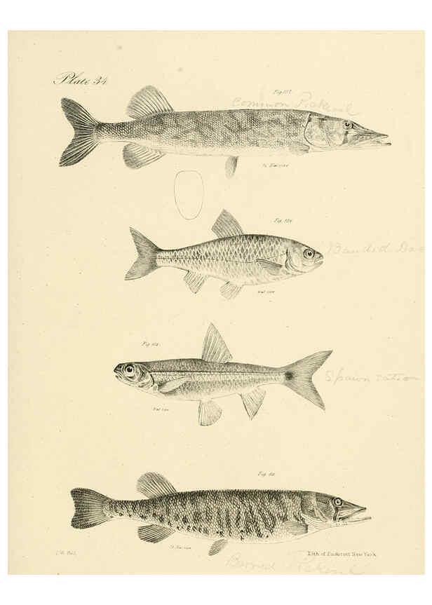 Reproducción/Reproduction 6384858691: Natural history of New York Div. 1 pts. III-IV Plates Albany,D. Appleton & co. and Wiley & Putnam;1842-94
