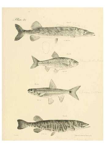 Reproducción/Reproduction 6384858691: Natural history of New York Div. 1 pts. III-IV Plates Albany,D. Appleton & co. and Wiley & Putnam;1842-94
