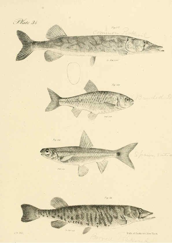 Reproducción/Reproduction 6384858691: Natural history of New York Div. 1 pts. III-IV Plates Albany,D. Appleton & co. and Wiley & Putnam;1842-94