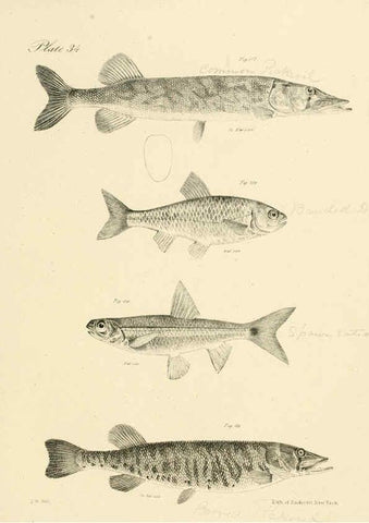 Reproducción/Reproduction 6384858691: Natural history of New York Div. 1 pts. III-IV Plates Albany,D. Appleton & co. and Wiley & Putnam;1842-94