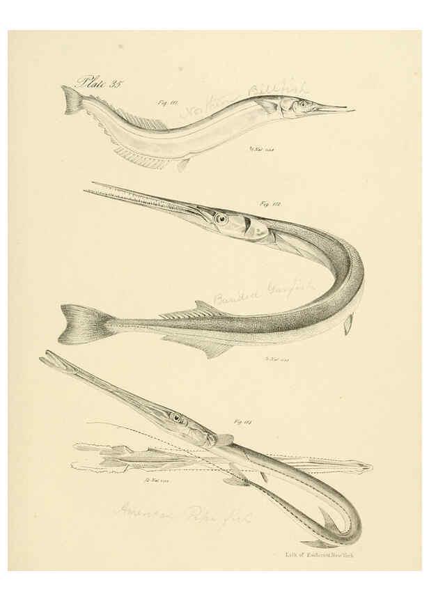 Reproducción/Reproduction 6384859581: Natural history of New York Div. 1 pts. III-IV Plates Albany,D. Appleton & co. and Wiley & Putnam;1842-94