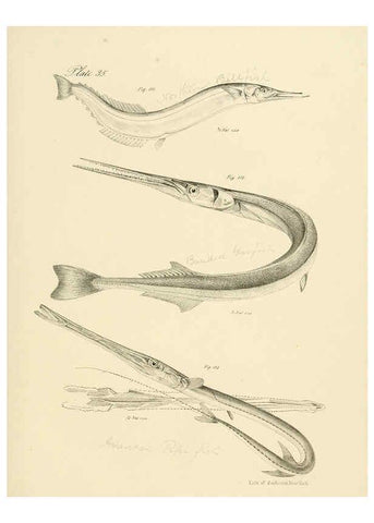 Reproducción/Reproduction 6384859581: Natural history of New York Div. 1 pts. III-IV Plates Albany,D. Appleton & co. and Wiley & Putnam;1842-94