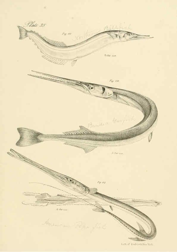 Reproducción/Reproduction 6384859581: Natural history of New York Div. 1 pts. III-IV Plates Albany,D. Appleton & co. and Wiley & Putnam;1842-94