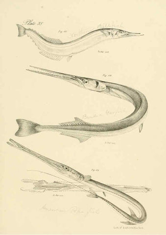 Reproducción/Reproduction 6384859581: Natural history of New York Div. 1 pts. III-IV Plates Albany,D. Appleton & co. and Wiley & Putnam;1842-94