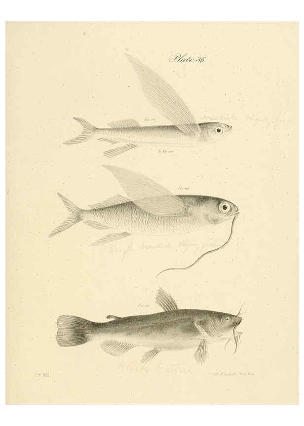 Reproducción/Reproduction 6384859971: Natural history of New York Div. 1 pts. III-IV Plates Albany,D. Appleton & co. and Wiley & Putnam;1842-94