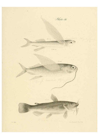Reproducción/Reproduction 6384859971: Natural history of New York Div. 1 pts. III-IV Plates Albany,D. Appleton & co. and Wiley & Putnam;1842-94