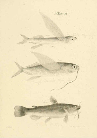 Reproducción/Reproduction 6384859971: Natural history of New York Div. 1 pts. III-IV Plates Albany,D. Appleton & co. and Wiley & Putnam;1842-94