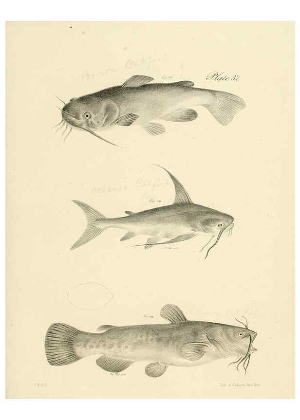 Reproducción/Reproduction 6384860327: Natural history of New York Div. 1 pts. III-IV Plates Albany,D. Appleton & co. and Wiley & Putnam;1842-94