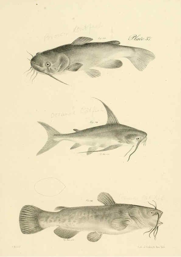 Reproducción/Reproduction 6384860327: Natural history of New York Div. 1 pts. III-IV Plates Albany,D. Appleton & co. and Wiley & Putnam;1842-94