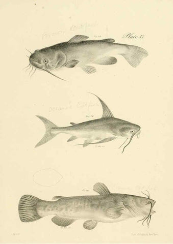 Reproducción/Reproduction 6384860327: Natural history of New York Div. 1 pts. III-IV Plates Albany,D. Appleton & co. and Wiley & Putnam;1842-94